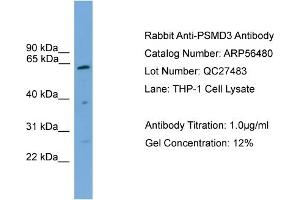 Western Blotting (WB) image for anti-Proteasome (Prosome, Macropain) 26S Subunit, Non-ATPase, 3 (PSMD3) (Middle Region) antibody (ABIN2786727)