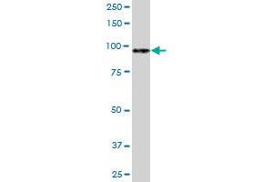 MATN2 MaxPab rabbit polyclonal antibody. (MATN2 抗体  (AA 1-937))
