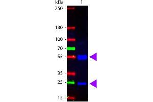 Western Blot of Fluorescein Conjugated Rabbit anti-Swine IgG antibody.