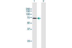 Western Blot analysis of KIAA1018 expression in transfected 293T cell line by KIAA1018 MaxPab polyclonal antibody. (FAN1 抗体  (AA 1-533))