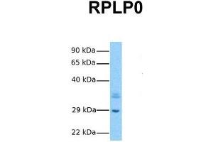 Host:  Rabbit  Target Name:  RPLP0  Sample Tissue:  Human Hela  Antibody Dilution:  1. (RPLP0 抗体  (Middle Region))