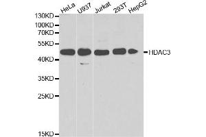 Western blot analysis of extracts of various cell lines, using HDAC3 antibody. (HDAC3 抗体)