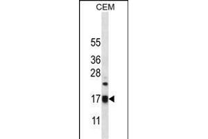 MRPS12 Antibody (Center K43) (ABIN656569 and ABIN2845829) western blot analysis in CEM cell line lysates (35 μg/lane). (MRPS12 抗体  (AA 28-59))