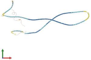 Protein Structure (PS) image for Hyaluronan-Mediated Motility Receptor (RHAMM) (HMMR) (AA 1-794) protein (His tag) (ABIN7563574)