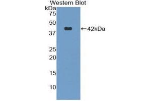 Western Blotting (WB) image for anti-Natriuretic Peptide Type C (NPPC) (AA 18-104) antibody (ABIN1858432) (NPPC 抗体  (AA 18-104))