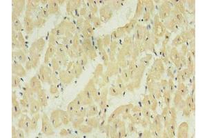 Immunohistochemistry of paraffin-embedded human heart using ABIN7161735 in 30 μg/mL dilute concentrations. (NPPB 抗体)