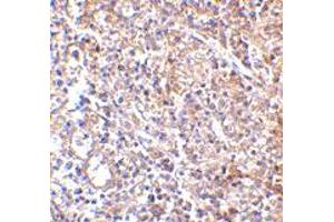 Immunohistochemistry of LY96 in human spleen with LY96 monoclonal antibody, clone 9F1B1  at 2. (LY96 抗体  (AA 2-160))