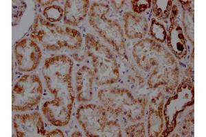 IHC image of ABIN7127353 diluted at 1:100 and staining in paraffin-embedded human kidney tissue performed on a Leica BondTM system. (Recombinant ATP5A1 抗体)
