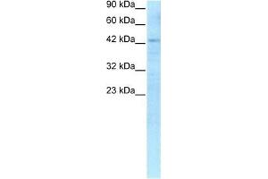 Human HepG2; WB Suggested Anti-RBPSUH Antibody Titration: 0. (RBPJ 抗体  (C-Term))