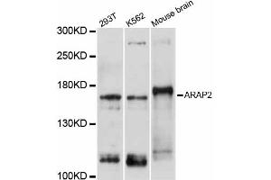 Western blot analysis of extracts of various cell lines, using ARAP2 antibody (ABIN5997254) at 1/1000 dilution. (ARAP2 抗体)