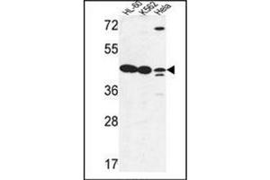 Western blot analysis of LFNG Antibody (Center) in HL-60, K562, Hela cell line lysates (35ug/lane). (LFNG 抗体  (Middle Region))