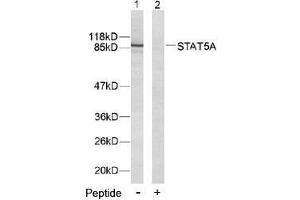 Image no. 2 for anti-Signal Transducer and Activator of Transcription 5A (STAT5A) (Tyr694) antibody (ABIN197180) (STAT5A 抗体  (Tyr694))