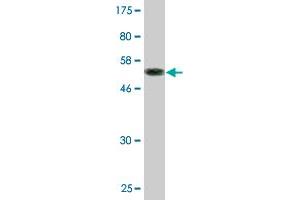 Western Blot detection against Immunogen (56. (CLEC1A 抗体  (AA 1-280))
