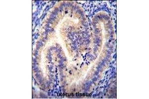 CCDC54 Antibody (Center) (ABIN655421 and ABIN2844960) immunohistochemistry analysis in formalin fixed and paraffin embedded human uterus tissue followed by peroxidase conjugation of the secondary antibody and DAB staining. (CCDC54 抗体  (AA 91-119))