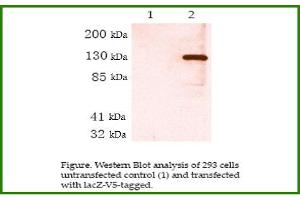 Image no. 1 for anti-V5 Epitope Tag antibody (ABIN790755)