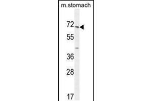 Western blot analysis in mouse stomach tissue lysates (35ug/lane). (ESCO2 抗体  (AA 132-161))