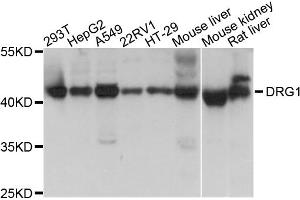 Western blot analysis of extracts of various cell lines, using DRG1 antibody (ABIN1872364) at 1:1000 dilution. (DRG1 抗体)