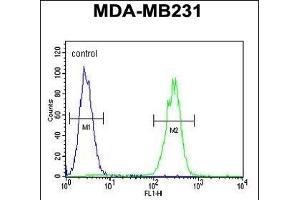 CRHR2 Antibody (Center) (ABIN390758 and ABIN2841016) flow cytometric analysis of MDA-M cells (right histogram) compared to a negative control cell (left histogram). (CRHR2 抗体  (AA 243-272))