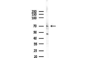 Western blot analysis of lysates from RAW264.