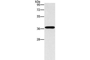 Western Blot analysis of HepG2 cell using MARC1 Polyclonal Antibody at dilution of 1:1400 (MOSC1 抗体)