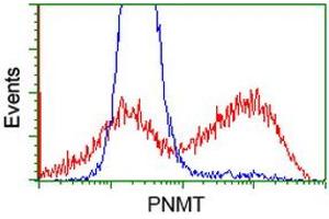 HEK293T cells transfected with either RC206586 overexpress plasmid (Red) or empty vector control plasmid (Blue) were immunostained by anti-PNMT antibody (ABIN2454518), and then analyzed by flow cytometry. (PNMT 抗体)