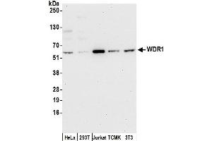 anti-WD Repeat Domain 1 (WDR1) (AA 556-606) antibody
