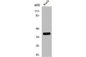 Western Blot analysis of COLO205 cells using hnRNP C1/C2 Polyclonal Antibody (HNRNPC 抗体  (C-Term))
