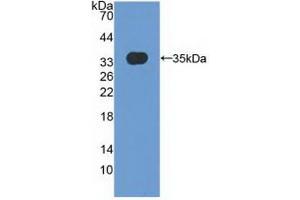 Detection of Recombinant MXRA5, Human using Polyclonal Antibody to Matrix Remodelling Associated Protein 5 (MXRA5) (Matrix Remodelling Associated Protein 5 (AA 2542-2828) 抗体)