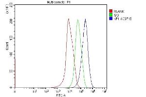 anti-Neurofibromin 1 (NF1) (AA 160-270) antibody