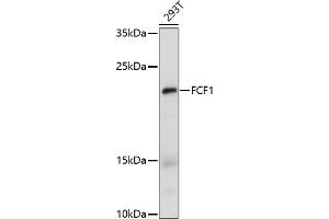Western blot analysis of extracts of 293T cells, using FCF1 antibody (ABIN7267162) at 1:1000 dilution. (FCF1 抗体)