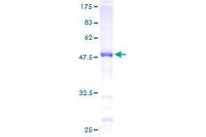 Image no. 1 for RAB35, Member RAS Oncogene Family (RAB35) (AA 1-201) protein (GST tag) (ABIN1317119) (RAB35 Protein (AA 1-201) (GST tag))