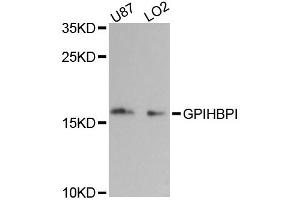Western blot analysis of extracts of various cell lines, using GPIHBP1 antibody (ABIN6292696) at 1:3000 dilution. (GPIHBP1 抗体)