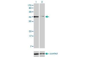 Western Blotting (WB) image for anti-Pre-B-Cell Leukemia Homeobox Protein 2 (PBX2) (AA 354-430) antibody (ABIN562115)