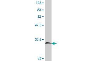 Western Blot detection against Immunogen (32. (Serotonin Receptor 2B 抗体  (AA 1-56))