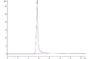 Size-exclusion chromatography-High Pressure Liquid Chromatography (SEC-HPLC) image for Leptin (LEP) (AA 22-167) protein (Fc Tag) (ABIN7275142)