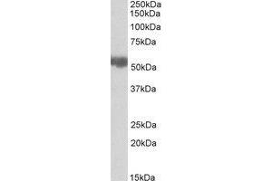 Western Blotting (WB) image for anti-Aldehyde Dehydrogenase 3 Family, Member A2 (ALDH3A2) (AA 428-440) antibody (ABIN490411) (ALDH3A2 抗体  (AA 428-440))