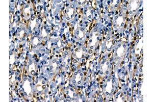 ABIN6264016 and ABIN6268722 at 1/100 staining Rat kidney tissue by IHC-P.