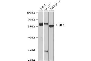 Western blot analysis of extracts of various cell lines, using IRF5 antibody (ABIN3021553, ABIN3021554, ABIN3021555 and ABIN6215235) at 1:1000 dilution. (IRF5 抗体  (AA 1-200))