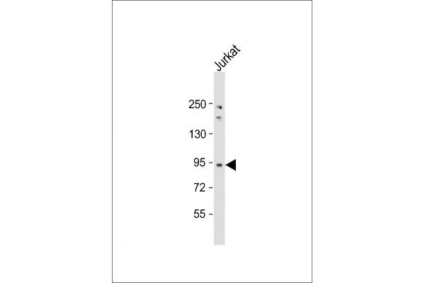 NUP93 antibody  (AA 752-782)