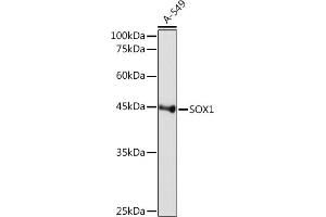 Western blot analysis of extracts of A-549 cells, using SOX1 Rabbit mAb (ABIN7270565) at 1:1000 dilution. (SOX1 抗体)