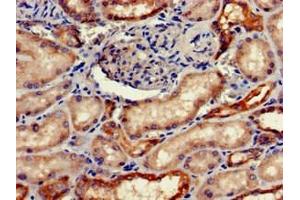 Immunohistochemistry of paraffin-embedded human kidney tissue using ABIN7152763 at dilution of 1:100 (FGG 抗体  (AA 278-437))