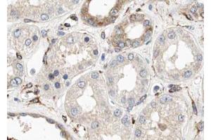 ABIN6274004 at 1/100 staining Human kidney tissue by IHC-P. (CUBN 抗体  (N-Term))