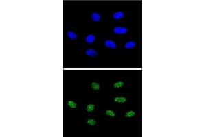 Confocal immunofluorescent analysis of PIN1 Antibody (Center) (ABIN652906 and ABIN2842584) with 293 cell followed by Alexa Fluor® 488-conjugated goat anti-rabbit lgG (green). (PIN1 抗体  (AA 30-56))