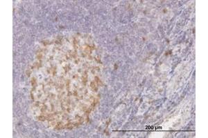 Image no. 1 for anti-Cyclin-Dependent Kinase 1 (CDK1) (AA 211-298) antibody (ABIN598557) (CDK1 抗体  (AA 211-298))