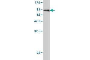 Western Blot detection against Immunogen (78. (AKT1 抗体  (AA 1-480))
