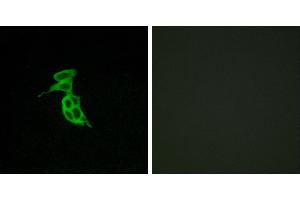 Peptide - +Immunofluorescence analysis of LOVO cells, using GPR143 antibody. (GPR143 抗体  (Internal Region))