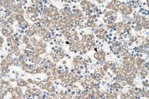 Image no. 1 for anti-Kynureninase (L-Kynurenine Hydrolase) (KYNU) (AA 251-300) antibody (ABIN6738198) (KYNU 抗体  (AA 251-300))