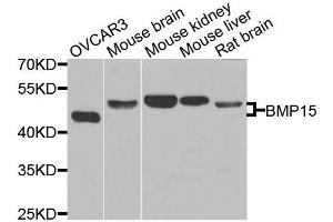 Western blot analysis of extracts of various cells, using BMP15 antibody. (BMP15 抗体)