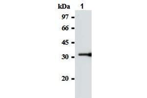 Western blot analysis of GST-SOCS-1 (2-78 a. (SOCS1 抗体  (AA 2-78))