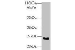 Western blot All lanes: SRSF9 antibody at 2 μg/mL + Mouse kidney tissue Secondary Goat polyclonal to rabbit IgG at 1/10000 dilution Predicted band size: 26 kDa Observed band size: 26 kDa (SFRS9 抗体  (AA 1-221))